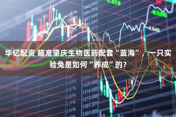华亿配资 瞄准肇庆生物医药配套“蓝海”，一只实验兔是如何“养成”的？